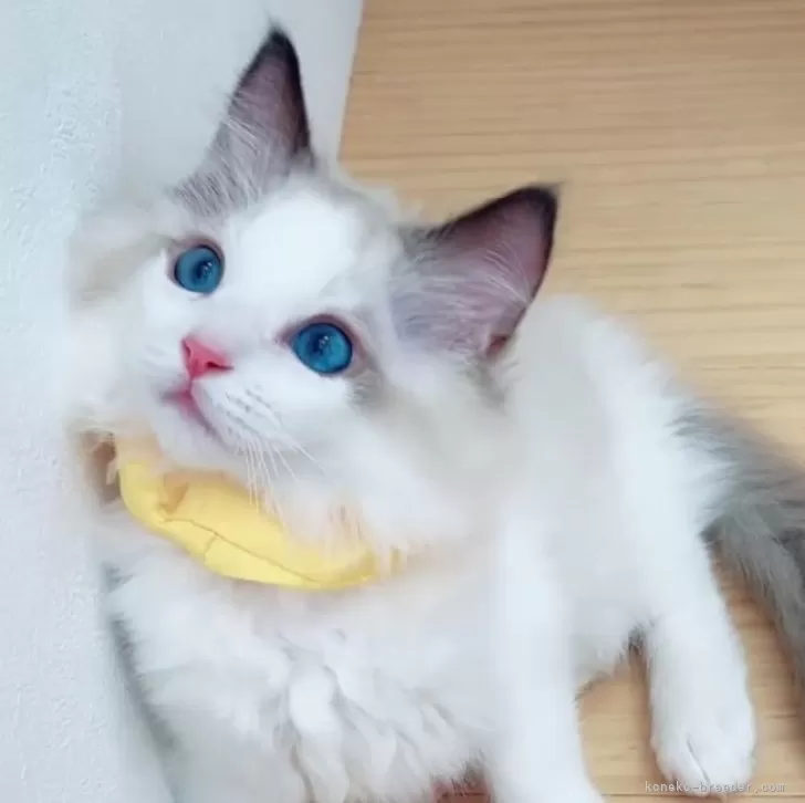 ID:2502-00192の子猫