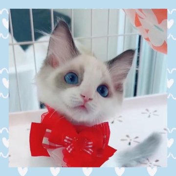 ラグドール【京都府・男の子・2025年4月9日・シールポイントバイカラー】の写真「みんぶり特別価格❣️ゼロ距離ラグちゃん！」