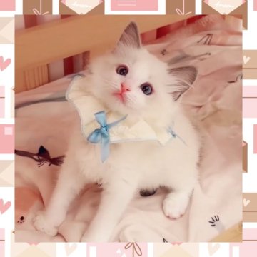 ラグドール【京都府・女の子・2025年1月26日・ブルーポイントバイカラー】の写真「現在発売中の雑誌のモデルがパパのナイト君！」