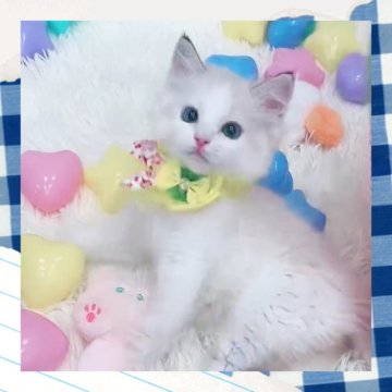 ラグドール【京都府・男の子・2025年5月2日・シールリンクスポイントバイカラー】の写真「ゼロ距離ラグちゃん‼️すぐにお膝に戻ってきちゃう‼」