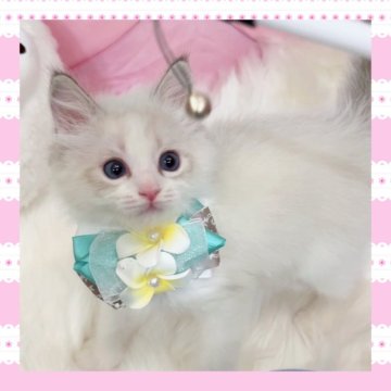 ラグドール【京都府・女の子・2025年4月9日・シールリンクスポイントバイカラー（モフモフ）】の写真「ペットモデル業界御用達キャッテリー‼✨両親海外血統」
