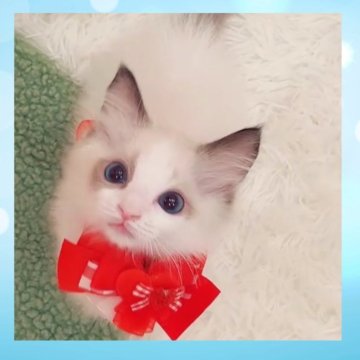 ラグドール【京都府・男の子・2025年4月9日・シールポイントバイカラー】の写真「みんぶり限定価格‼️✨海外血統✨」