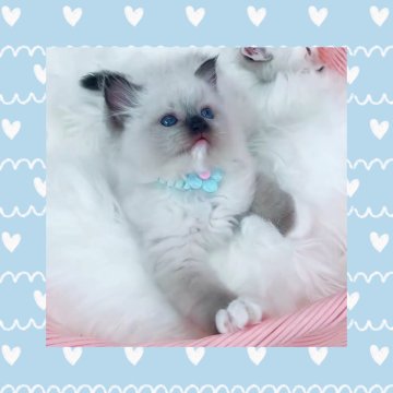 ラグドール【京都府・男の子・2025年5月6日・シールポイントミテッド】の写真「こぐまちゃんみたいなラグちゃんです❣️」