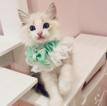 ラグドール【京都府・男の子・2025年10月28日・シールリンクスポイントバイカラー】の写真「海外血統✨抱っこも大好き💕シャンプーも👌🧴」