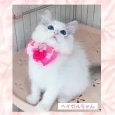 ラグドール