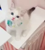 ラグドール【京都府・男の子・2025年5月2日・シールリンクスポイントバイカラー】の写真4