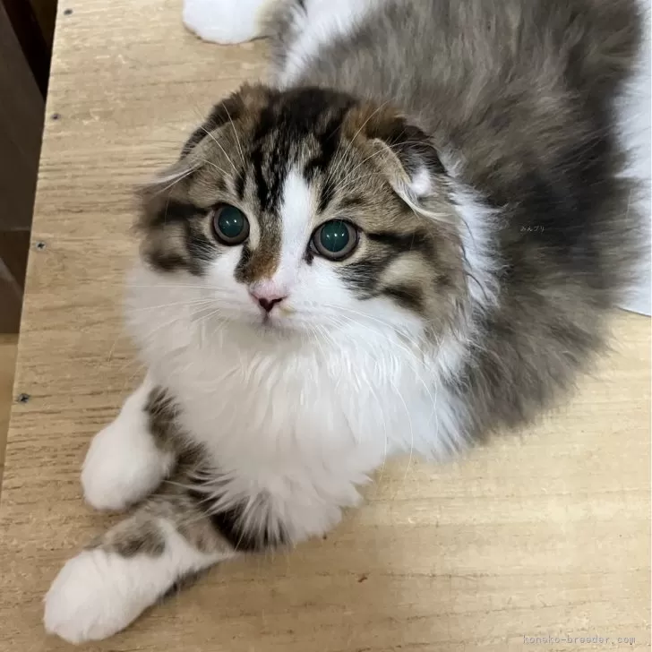 ID:2407-01539の子猫