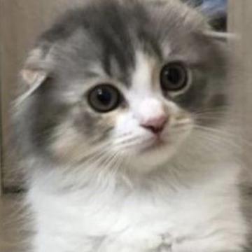 スコティッシュフォールド【岐阜県・女の子・2022年5月27日・ダイリュートキャリコ（長毛）】の写真「兄妹唯一の長毛。
とっても優しい女の子です。」