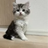 スコティッシュフォールド(立ち耳)【岐阜県・男の子・2024年1月18日・シルバータビー&ホワイト】の写真1