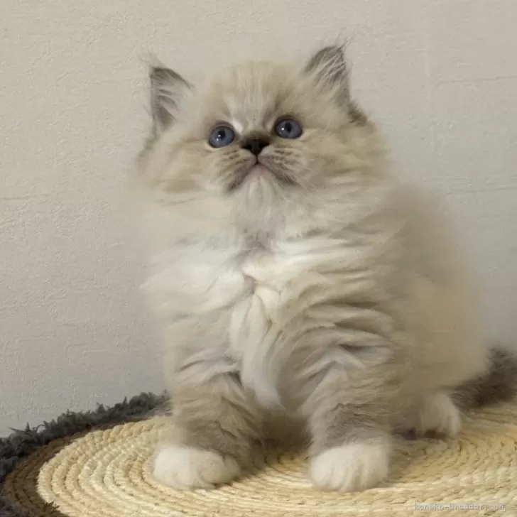 ID：2510-00433の子猫