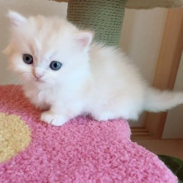 ミヌエット(短足)【埼玉県・男の子・2025年7月2日・クリーム&ホワイト】の写真「超可愛いの短足男の子です。」