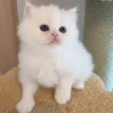 ミヌエット(長足)