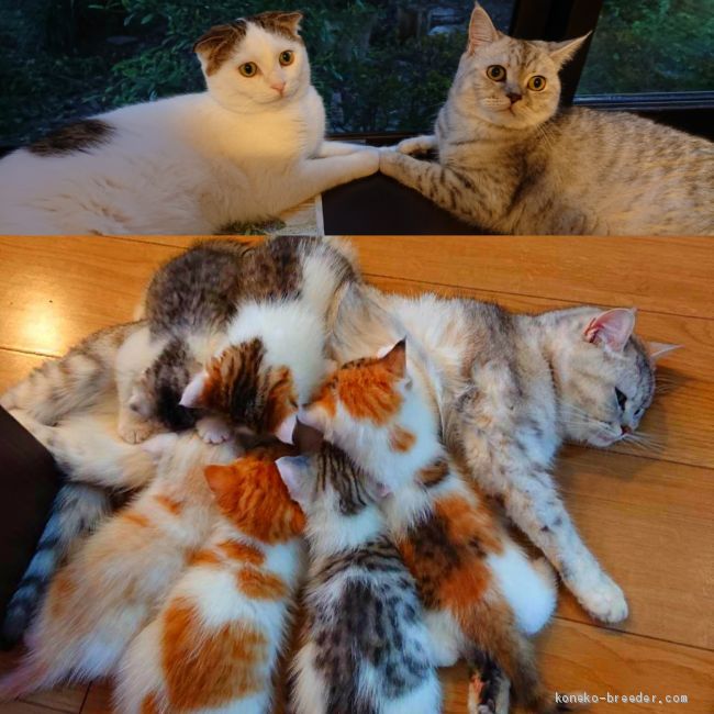 いつも仲良しの親猫ちゃん♥️ただ今 子育て奮闘中｜宇賀神　えり子(うがじん　えりこ)ブリーダー(栃木県・スコティッシュフォールド・TICA/TCC登録)の紹介写真1