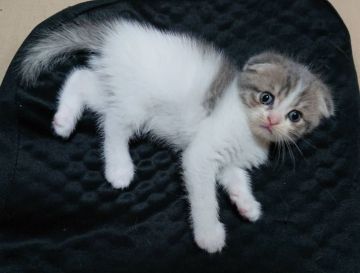 スコティッシュフォールド(折れ耳)【栃木県・女の子・2020年5月20日・ブルータビー&ホワイト】の写真「ふわふわの毛並み､丸みのある 折れ耳の女の子です」