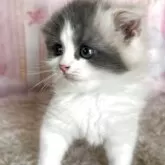 スコティッシュフォールド(折れ耳)