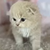 スコティッシュフォールド(折れ耳)