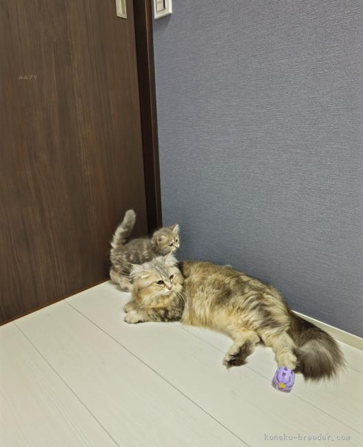 清潔な環境での飼育を心掛けています🧹｜椎名　亜裕美(しいな　あゆみ)ブリーダー(神奈川県・サイベリアン・ICC登録)の紹介写真5