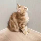 サイベリアン【神奈川県・女の子・2025年6月16日・ブラウンクラッシックタビー&ホワイト】の写真5