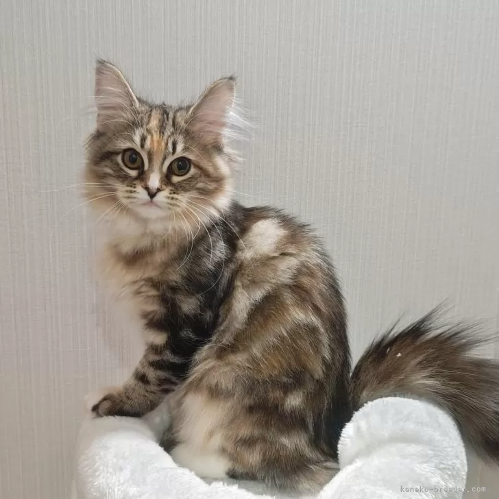 ID:2502-02338の子猫