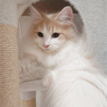 サイベリアン【神奈川県・男の子・2025年3月16日・クリームタビー&ホワイト】の写真「ふわふわ綺麗なカラー✨去勢手術済です🐈️」