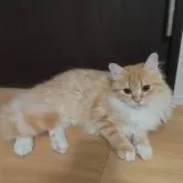 サイベリアン