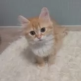 サイベリアン
