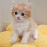 サイベリアン
