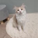 サイベリアン