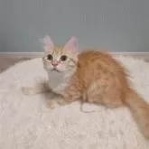 サイベリアン