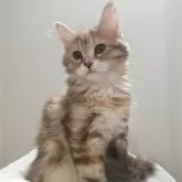 サイベリアン