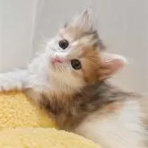 サイベリアン【神奈川県・女の子・2025年3月16日・ブラウンパッチドタビー&ホワイト】の写真1「穏やかでママ似のかわいい女の子です🎀」