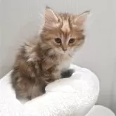 サイベリアン【神奈川県・女の子・2025年6月16日・ブラウンクラッシックタビー&ホワイト】の写真12