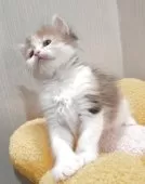 サイベリアン【神奈川県・女の子・2025年3月16日・ブラウンパッチドタビー&ホワイト】の写真7