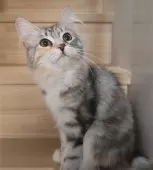 サイベリアン【神奈川県・女の子・2024年9月12日・シルバーパッチドタビー&ホワイト】の写真3