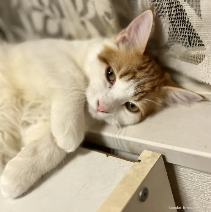 ID：2307-01875の子猫