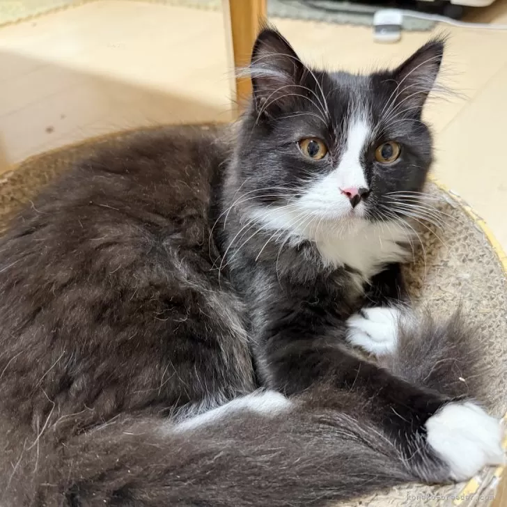 ID:2410-03003の子猫