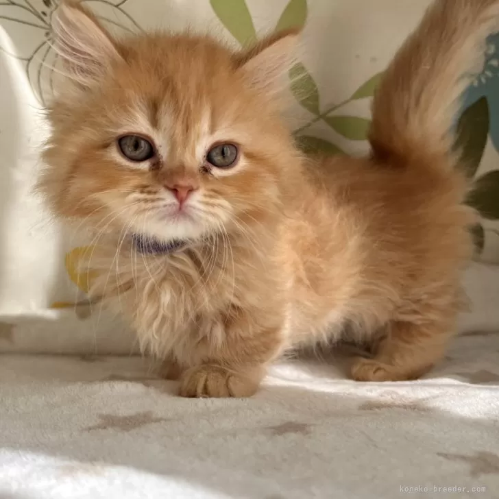 ID：2402-00499の子猫