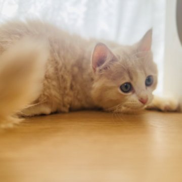 マンチカン【栃木県・男の子・2024年5月14日・クリームタビー&ホワイト】の写真「かわいいお顔の男の子♡」