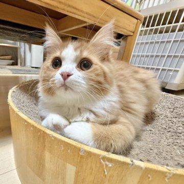 マンチカン(長足)【栃木県・男の子・2024年7月23日・レッドタビー&ホワイト】の写真「元気いっぱい可愛い子♡」