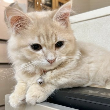 マンチカン【栃木県・女の子・2024年5月14日・クリームタビー】の写真「ツンデレだけどかまってちゃん♡」