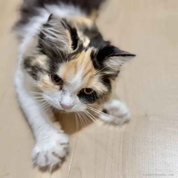 ミヌエット(長足)【栃木県・女の子・2025年6月3日・ブラックトービー&amp;ホワイト】の写真1