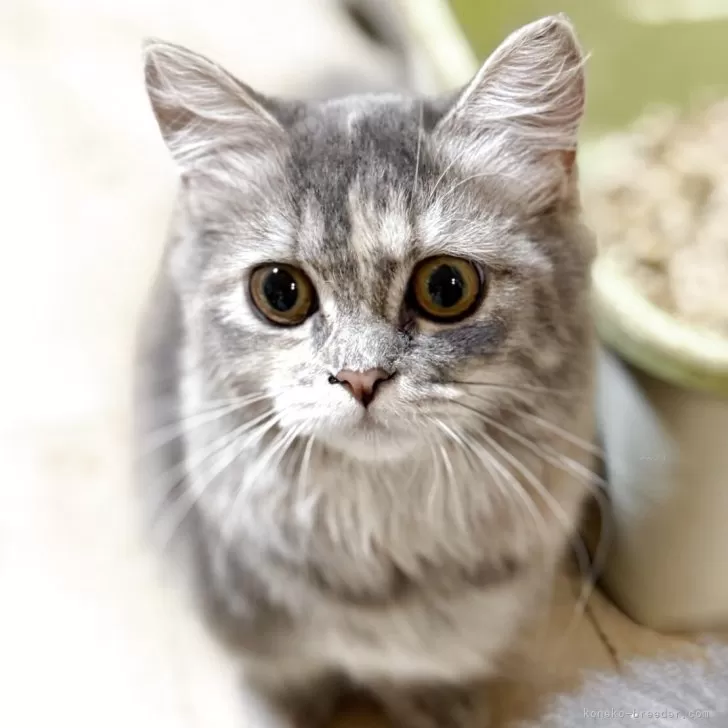 ID:2506-00073の子猫
