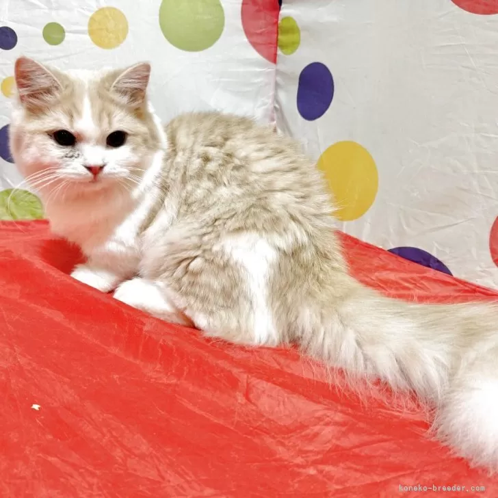 ID：2502-00008の子猫