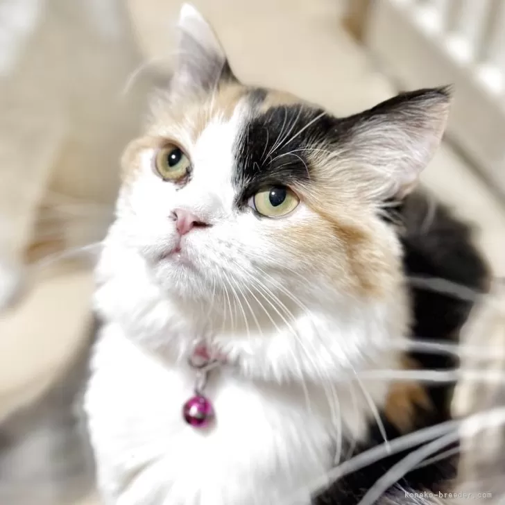 ミヌエット(長足)【栃木県・女の子・2025年5月1日・ブラックトービー&amp;ホワイト】の写真1