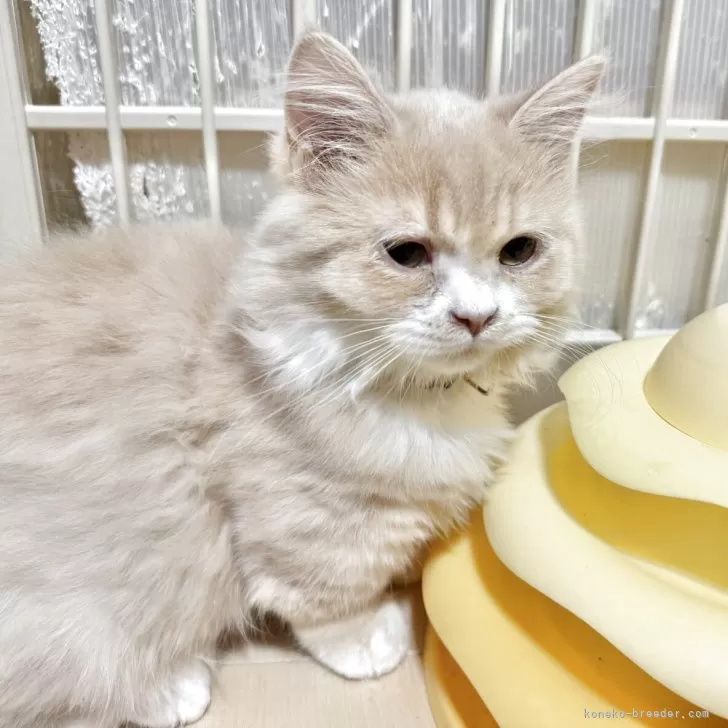 ID：2502-00007の子猫