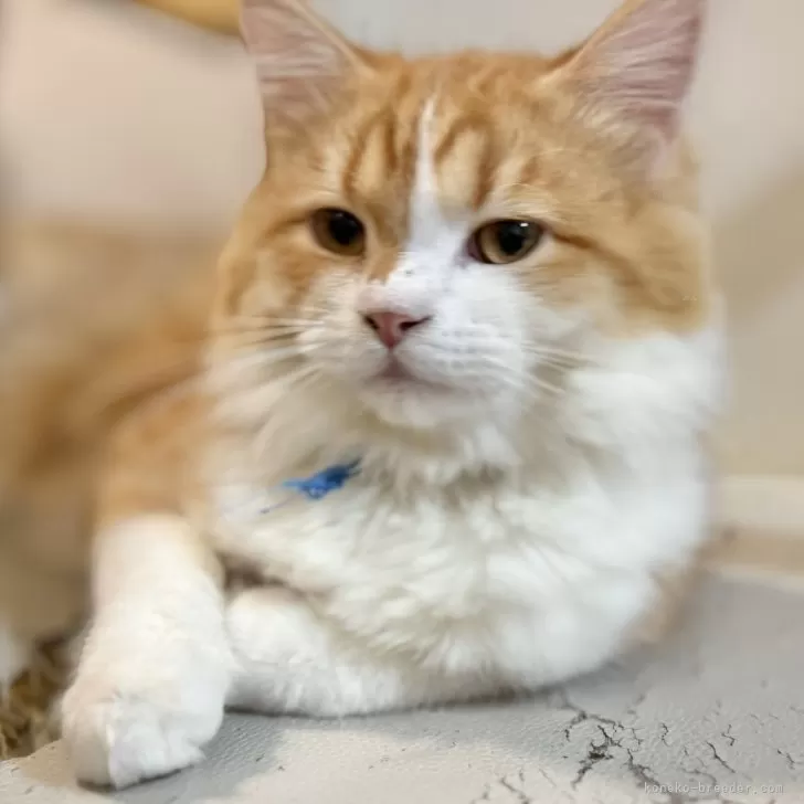 ミヌエット(長足)【栃木県・男の子・2025年5月1日・レッドタビー】の写真1