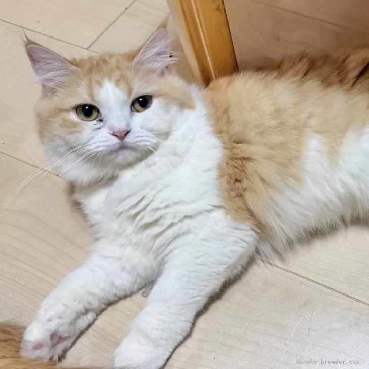 Y.Y 様のお迎えした子猫