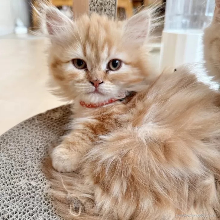 ミヌエット(短足)【栃木県・男の子・2025年11月1日・レッドタビー】の写真1