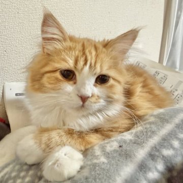 マンチカン(長足)【栃木県・女の子・2025年9月7日・レッドタビー】の写真「くつ下あんよです♡」