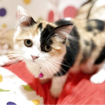 ミヌエット(長足)【栃木県・女の子・2025年5月1日・ブラックトービー&ホワイト】の写真「ちょっとツンデレちゃん♡」